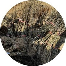 아까시나무 아까시아나무 프라그묘 묘목 10주 조경수, 1개