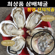 산지직송 최상급 최상품 삼배체굴 당일 채취하여 출하 되는 통영 각굴 석화 굴 제철음식 횟감 용 생굴 2kg 3kg, 삼배체굴 3kg