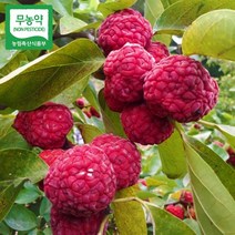 꾸지뽕 열매 1박스(10kg) 냉동 구찌뽕 구지뽕 무농약 덕진마을농장, 10kg, 1개