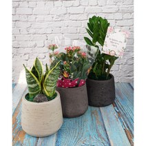 개업 승진 생일축하화분에 두루두루화분 + 메세지카드포함, 3. 블랙, 4. 금전수