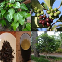 목하원예조경 황칠나무 묘목 (60cm전후 포트묘)