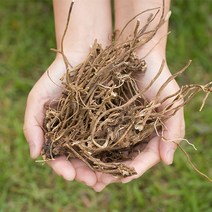 상세설명참고 국산 엉겅퀴뿌리(대계근) 200g 건 건조 말린 엉겅퀴 한약재 약초, 12ZS_국산 엉겅퀴뿌리 200g, 12ZS_국산 엉겅퀴뿌리(대계근) 200g