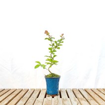 목 백일홍 배롱 나무 미니 도자기 아담한 화분 여름 꽃 묘목 키우기