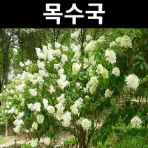 나무수국/목수국 나무 묘목 개화주 키1m내외 1개/정원/공원/조경수