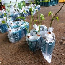 하늘마 우주마 열매마 둥근마 모종 10주