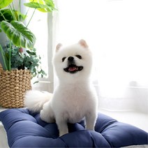 강아지 켄넬매트 하우스 쿠션깔개 강아지침대 솜매트