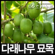 왕다래(용성2호) 5치포트 나무 묘목 도시농부