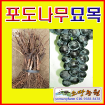 (D소망)켐벨 포도묘목 삽목1년 8그루