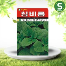 솔림텃밭몰 AR 참비름씨앗 1000립 참비름 재래종 산나물 씨앗, 상세페이지 참조