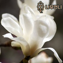 목련나무 나무언니, 백목련 R5cm분묘