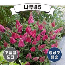 (나무85) 왜성붓들레아 5종 시리즈 중 택1, 2. 리틀릴라 10cm 포트, 1개