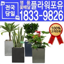 관엽식물 공기정화식물 대전 대구 울산 개업화분 화분배달, (선택16)고무나무