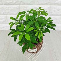 홍콩야자(소) 홍콩야자키우기 라탄바구니, 상세페이지 참조