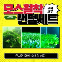 [수초킹] 모스활착 랜덤세트 / 구피 새우 치어 치비 모스 음성 활착 삼각 자와 피콕 윌로 월로 피시덴 리시아 물미역 불꽃 퀸 미니삼각 프리미엄 비단 버드나무 민물미역 크리스마스, 모스 갓 활착 랜덤 2개