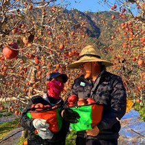 해발 600m 거창 고랭지 햇 부사 못난이 흠집 명품 꿀 사과 5kg 10kg, 1박스, 정품사과 5kg 대과(13~14과)