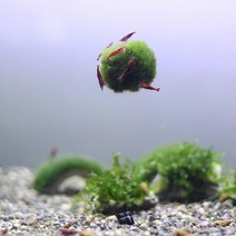 풍선모스볼키우기 열대어 구피 새우 놀이터 은신처, 풍선모스볼[대] 실길이 약 15cm