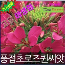 GR1/고급야생화/풍접초씨앗 로즈퀸 (50알 )