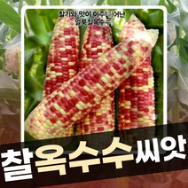 옥수수 씨앗 종자 모음 얼룩찰 백찰 흑찰 옥수수 적찰수수씨앗 100립, 얼룩찰옥수수 100립