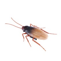 네살 거어 다니는 바퀴 곤충 장난감 완구 촉감자극 성탄선물 EQ