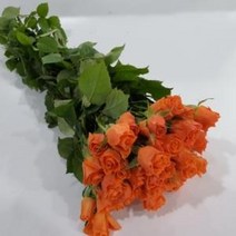 장미 - 미니장미 주황 / 고속터미널꽃시장 꽃도매 서리풀플라워