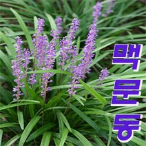 지리산다원 맥문동모종3~5분얼, 100개