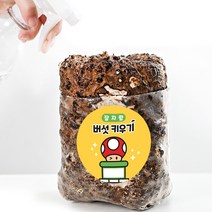 집에서 잘자람 느타리 표고 버섯 키우기 키트 1+1, 표고버섯1+1