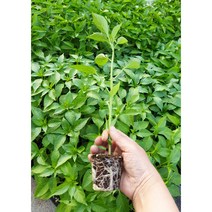 안산 플라워마트 본오동 일반고추모종