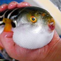 남해안 손질 복어 까치복 참복 500g 자연산 제철생선 보양식 복지리, 까치복 500g