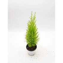 율마(소품10x9)-묘목 싹쓰리식물원