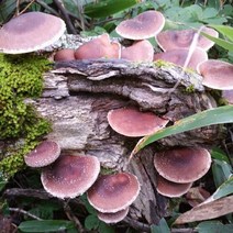 지리산뱀사골 자연산 야생 표고버섯 건조 건표고 200g, 야생 표고버섯 1개
