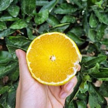 [9/24일까지 주문시 명절전배송] 자연에서바로 제주직송 황금향 가정용 당도보장 제주황금향 1kg 1.5kg 2.5kg, 1kg 대과(2-3과 내외)