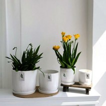 o 모던 도기화분 오크통 D22 22x19, D22 22x19cm