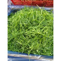 세발나물 1kg 2kg 새발나물 바다나물 갯나물, 세발나물2kg