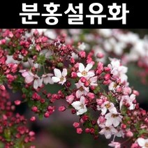 분홍설류화/설유화 나무 묘목 4치포트 1개/정원/공원/조경수