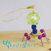 박테리오파지 열쇠고리만들기(10인)