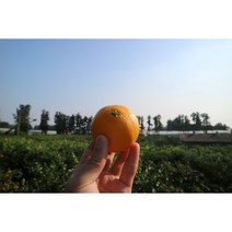 [파파곡창]고당도 스테비아 게르마늄 농법 제주 서귀포 감귤 농장 노지 조생 황금향 5kg, 중대과 5kg