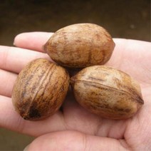 피칸나무/접목1년특묘(2주묶음)묘목/dd0120