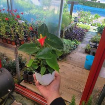 반려식물 안스리움 소품 레드색상 붉은색 인기식물 204089