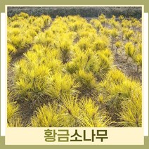 소나무 묘목 황금소나무 접목1년생 뿌리묘 3개