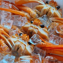 강동수산 붉은대게 후포 속초 포항 구룡포 자숙 홍게 10마리, 육수용자숙홍게15마리