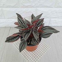 페페로미아 멘도자(소) 실내공기정화식물 공기청정식72394EA 가습식물, 쿠팡 대성상사 본상품선택