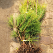 (D소망)황금해송 묘목(접목3년) 1그루