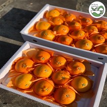 제주도 레드향 고당도 3kg 5kg 겨울과일 가정용 선물세트, 레드향 5kg 선물용 (대/10~15과)
