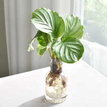 필플랜트 키우기 쉬운 수경재배식물 DIY세트, 식물만(글라스X), 19.오르비폴리아(글라스 미포함)