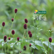 오이풀 [3포트] (복남이네 야생화 모종 반그늘식물 그라스 버넷 레드 여름) 토종식물