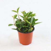 갑조네 공기정화식물 생화 화분 인테리어 식물 미세먼지제거 먼지정화, 홀리페페, 1개