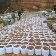 부직포 화분 중형 대형 베란다 텃밭 블루베리 심기 손잡이 화분 20개 40개, 핸들 없음 30 X 25(40개)