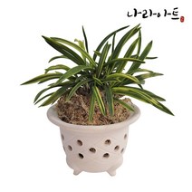 황토풍란분 중(백/황) 옹기화분 난화분 동양란 황토 옹기 풍란분 화분 나라아트