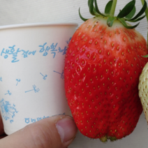 [무농약] 프리미엄 생딸기 논산 산지직송 로얄 킹스베리 대왕딸기 설향딸기 특대 왕딸기 선물세트 특 왕특 대왕 고당도 국산 딸기 당일배송, 2-2. 킹스베리 왕특 (개당 45g 이상) 2팩