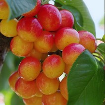 같이가치농원 체리나무 묘목(레이니어)2중콜트대목 접목1년특묘